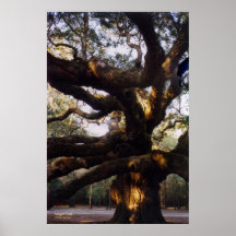 Copie de toile de chêne d'ange posters