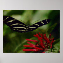 Copie de toile de papillon posters