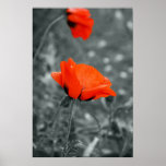 Copie de toile de pavot de clé de couleur poster