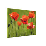 Copie de toile de pavots de champ d'écarlate impression sur toile