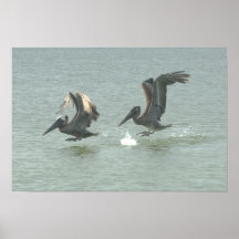 Copie de toile de pélicans d'île de lune de miel posters