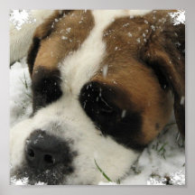 Copie de toile de St Bernard Poster