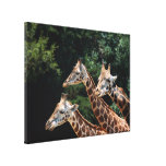 Copie de toile de trio de girafe toile tendue sur châssis