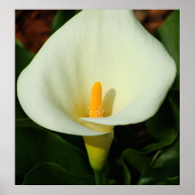 Copie de toile de zantedeschia affiches
