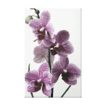 Copie de toile d'orchidée toiles tendues sur châssis