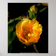 COPIE DE TOILE, ROSE DE DÉSERT - AFFICHE