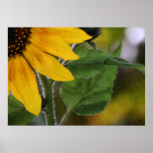 Copie de tournesol posters