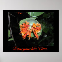 Copie de vigne de chèvrefeuille posters