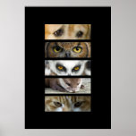 Copie de yeux d'animaux affiches