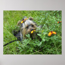 Copie de Yorkie Affiches