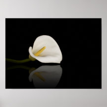 Copie de zantedeschia posters