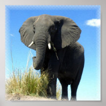 Copie d'éléphant africain posters