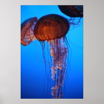 Copie des méduses I Poster