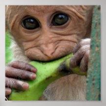 Copie drôle d'image de singe posters