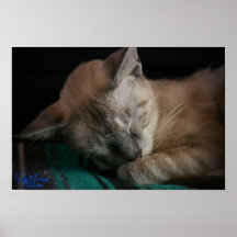 Copie du petit somme 4 de KAT Posters