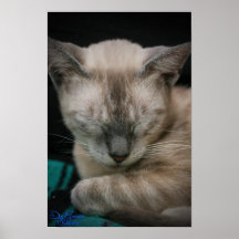 Copie du petit somme 5 de KAT Affiche