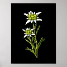 Copie élégante d'illustration d'edelweiss posters