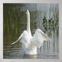 Copie en hausse de cygne affiche