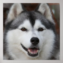 Copie enrouée de chien affiche