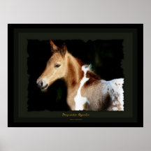 Copie espagnole d'art de poulain de mustang affiche