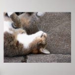 Copie espiègle de beaux-arts de chat tigré poster
