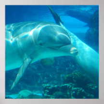Copie espiègle de dauphins affiche