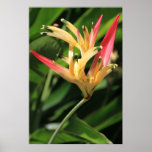 Copie exotique de fleur posters