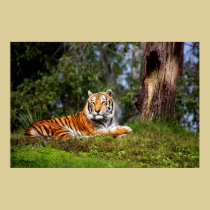 Copie extraordinaire ou affiche de toile de tigre posters