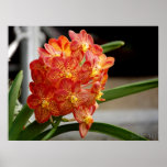 copie jaune rouge d'orchidée posters