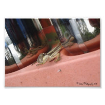 Copie juvénile de lézard  tirage photo