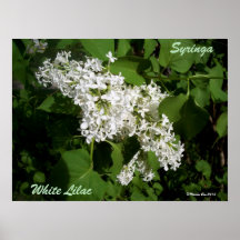 Copie lilas blanche d'affiche