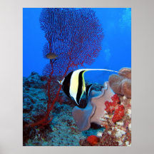Copie maure d'idole posters