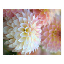 Copie molle de beaux-arts de rêve de dahlia d'impr photographies