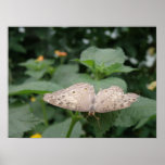 Copie nacrée de papillon affiche