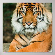 Copie orange d'affiche de tigre