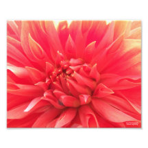 Copie orange de dahlia impressions photo