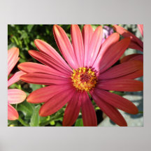 Copie orange de marguerite de pluie posters