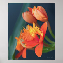 Copie orange d'Epi d'orchidée Posters