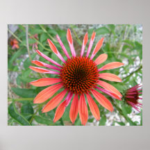 Copie orange rosâtre d'affiche de Coneflower/Rudbe