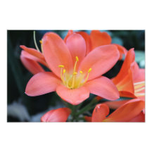 Copie originale de photo de fleur