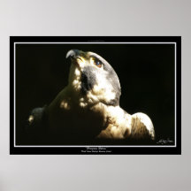 Copie ou affiche de photo de ~ du FAUCON PÉRÉGRIN 