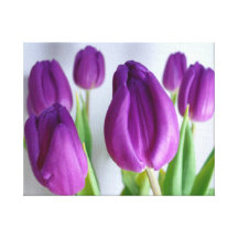 Copie pourpre de toile de tulipe impressions sur toile