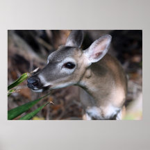 Copie principale de nature de cerfs communs posters