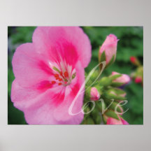 Copie rose d'affiche de fleur de géranium d'amour