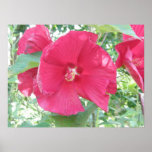 Copie rose d'affiche de fleur de ketmie