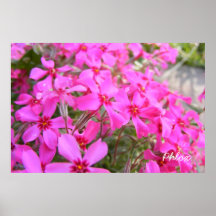 Copie rose d'affiche de fleurs de Phlox