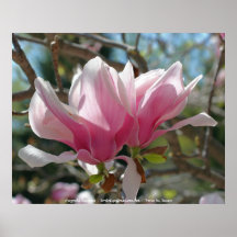 Copie rose d'affiche de photographie de fleur de m