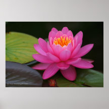 Copie rose de fleur de Lotus Posters