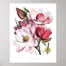 Copie rose de fleurs de magnolia posters