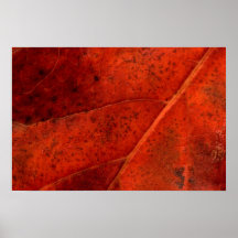 Copie rouge abstraite de feuille poster